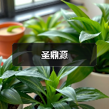 圣鼎源(图4) 圣鼎源(图4)