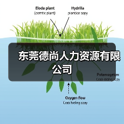 东莞德尚人力资源有限公司（图3）