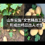 山东实施